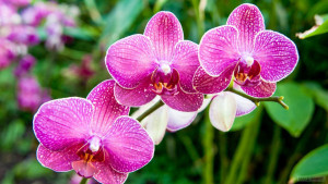 Ферма орхидей Сирипхон