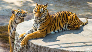 ​Тигровый зоопарк Сирача